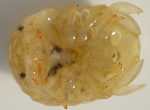Sphaeroma serratum